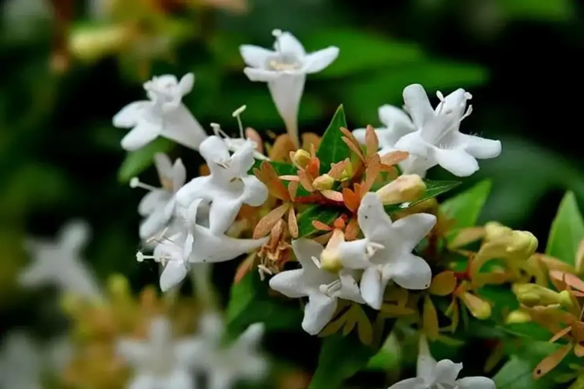 Abelia grandiflora