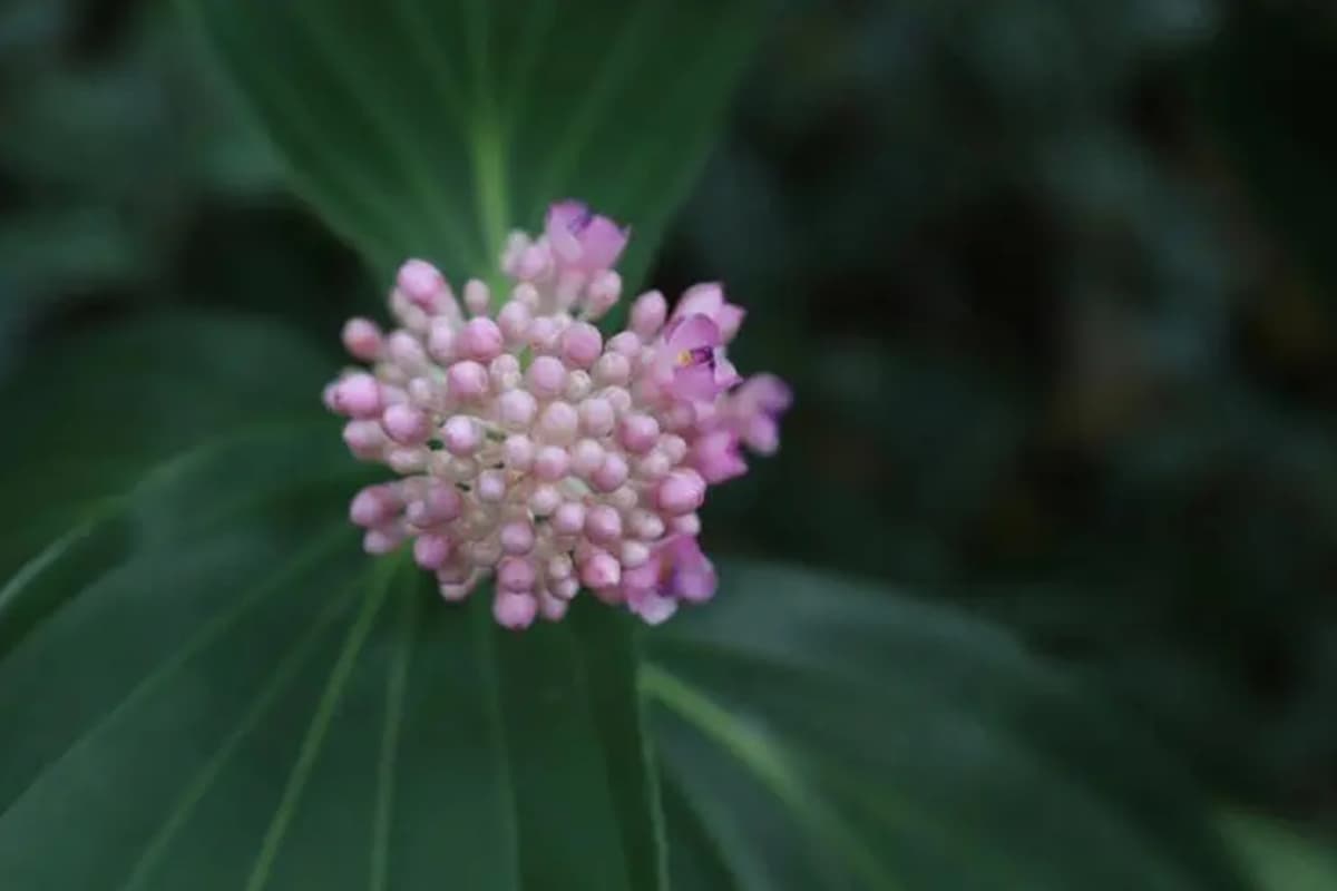 Medinilla magnifica