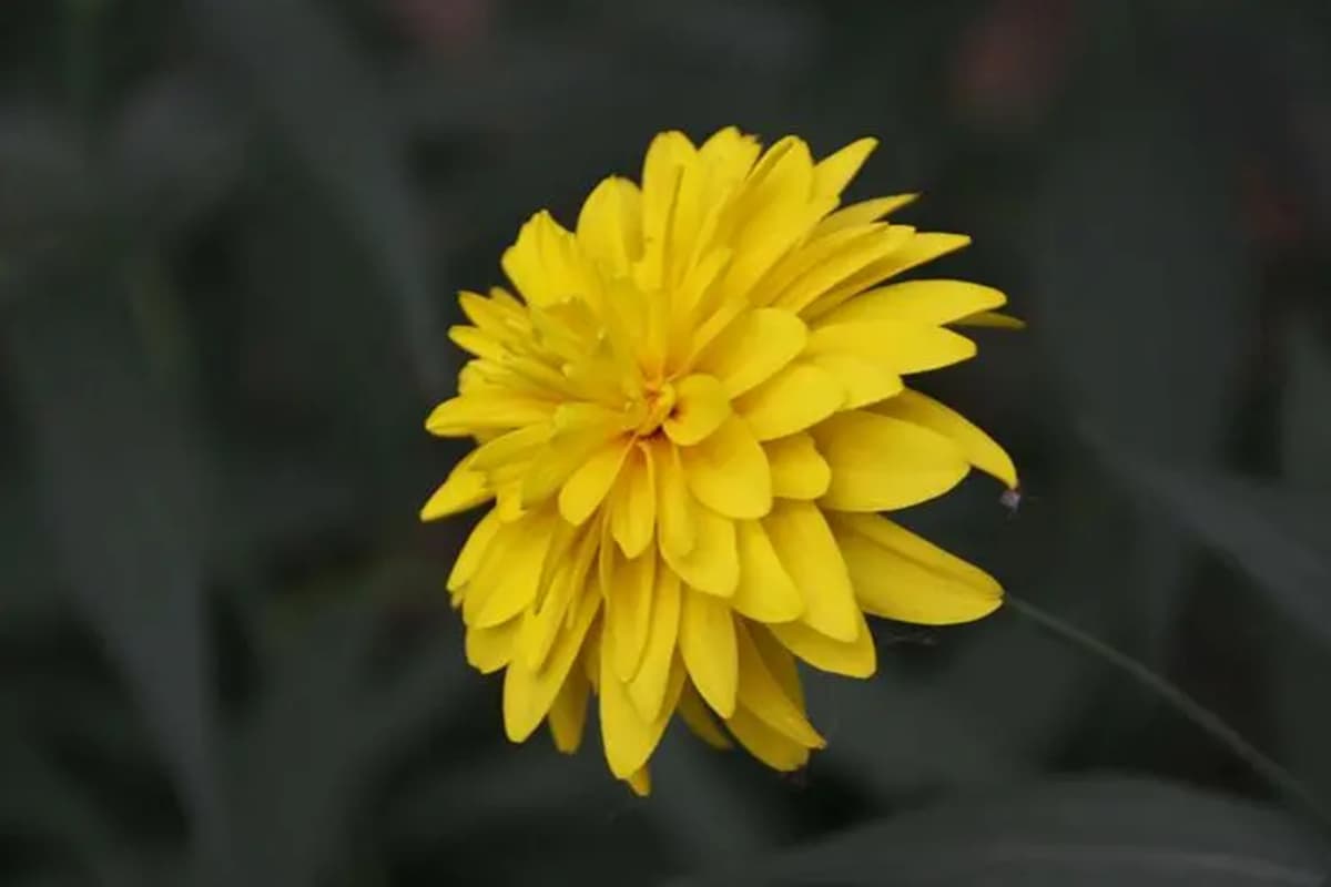 Rudbeckia laciniata