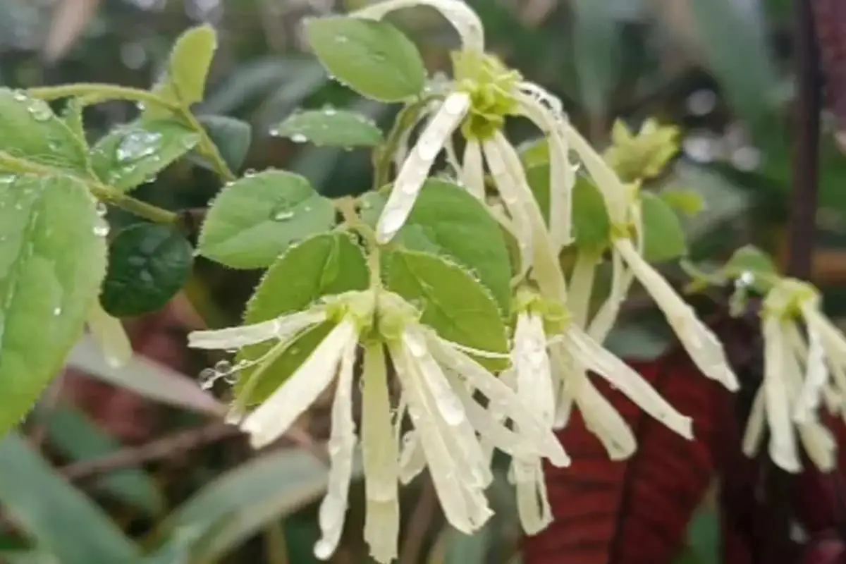 Loropetalum chinense