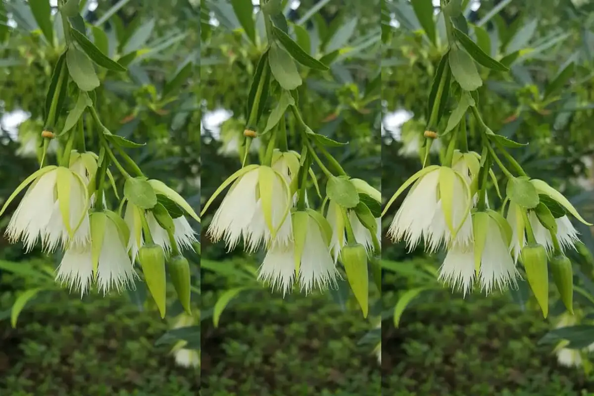 Elaeocarpus hainanensis