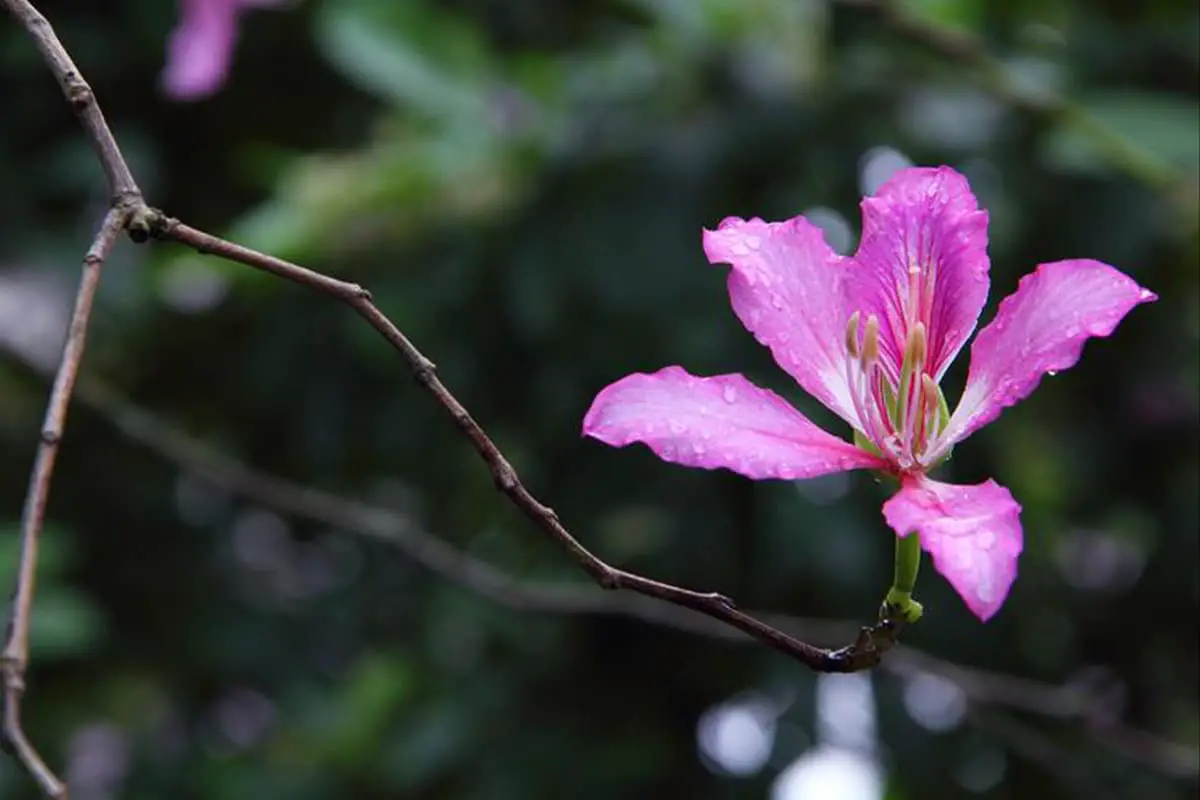 Bauhinia