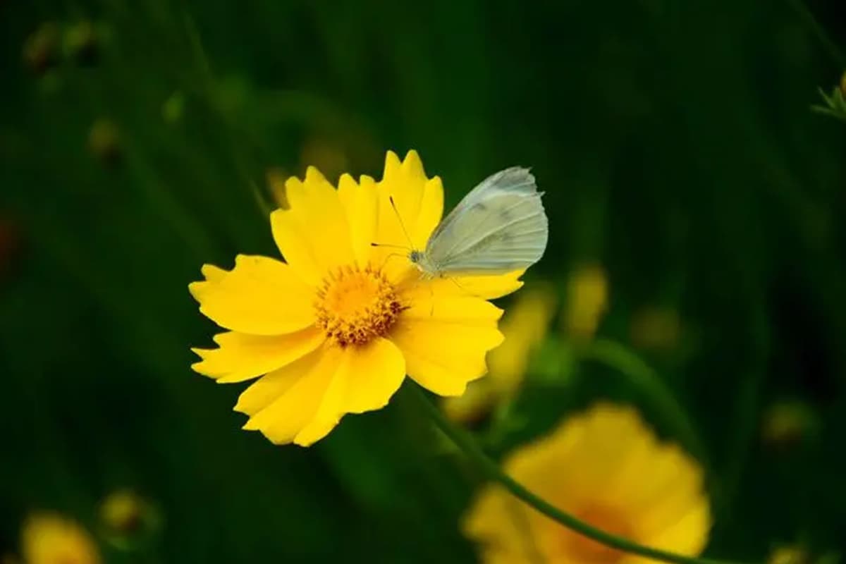 Coreopsis grandiflora