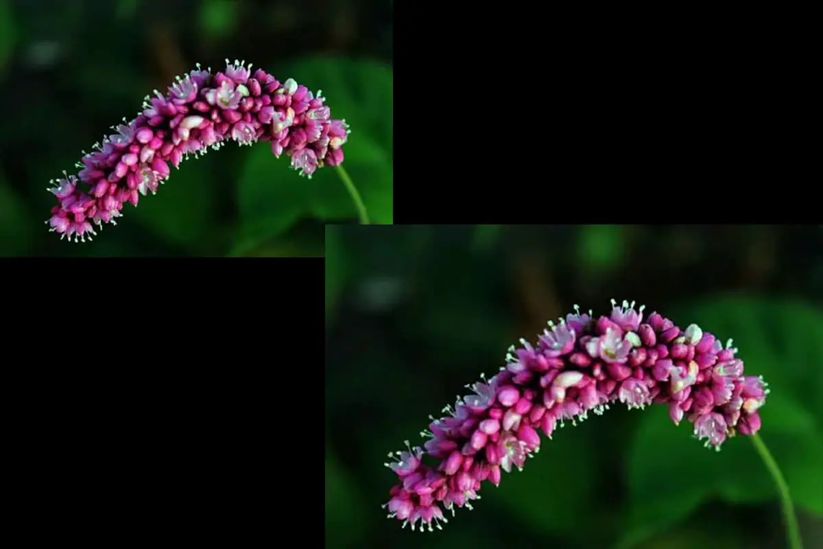 Polygonum orientale