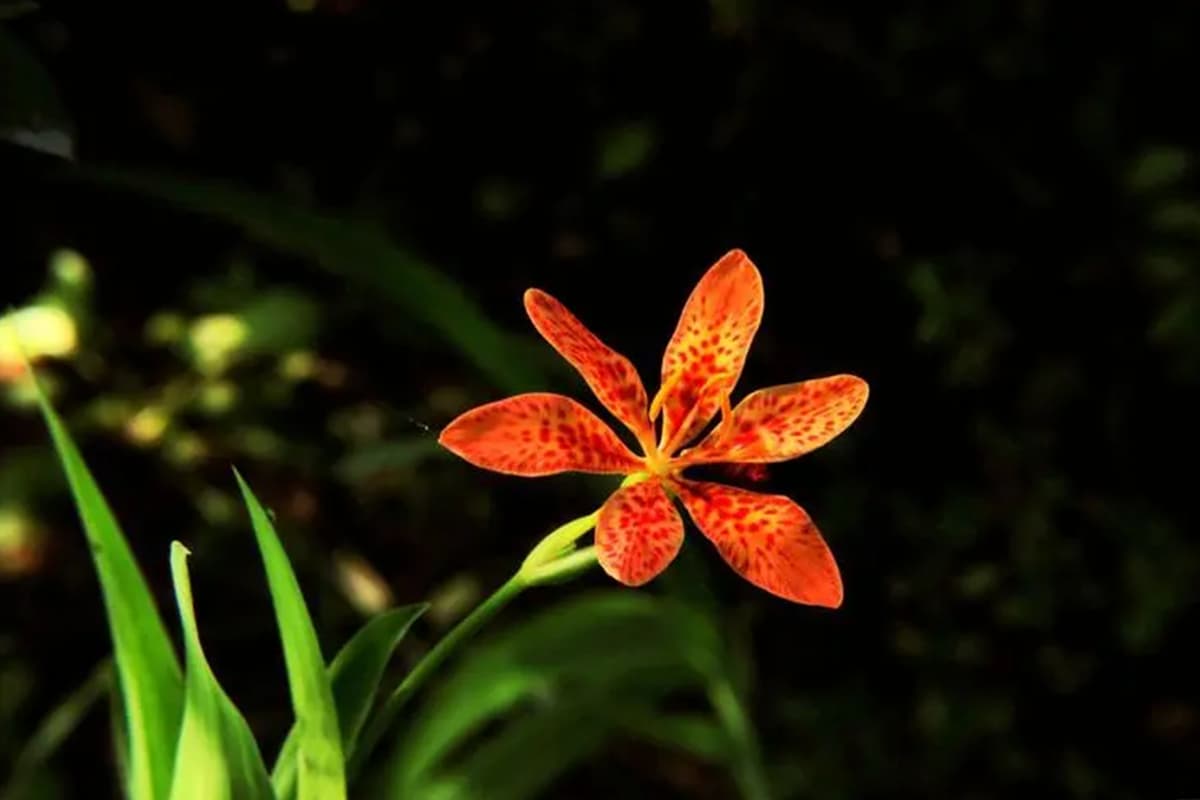 Belamcanda chinensis