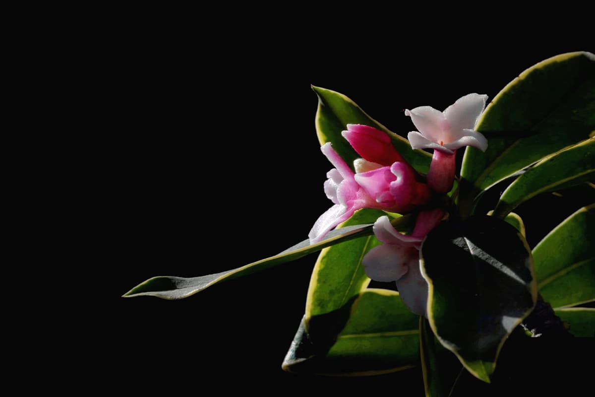 Daphne odora "Aureomarginata".