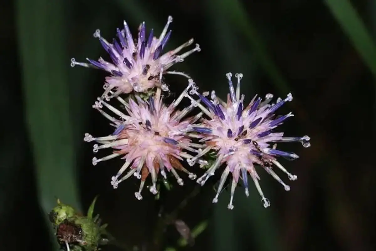 Saussurea japonica