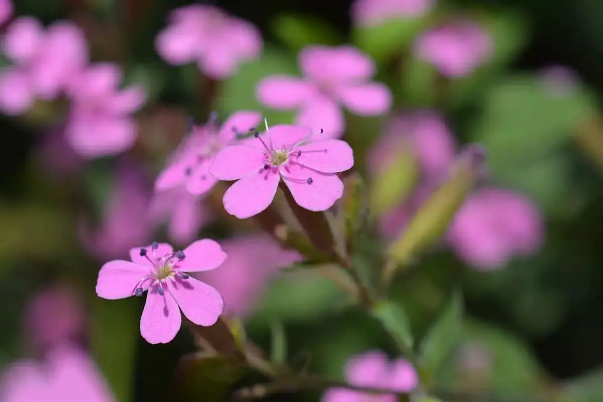 Saponaria officinalis