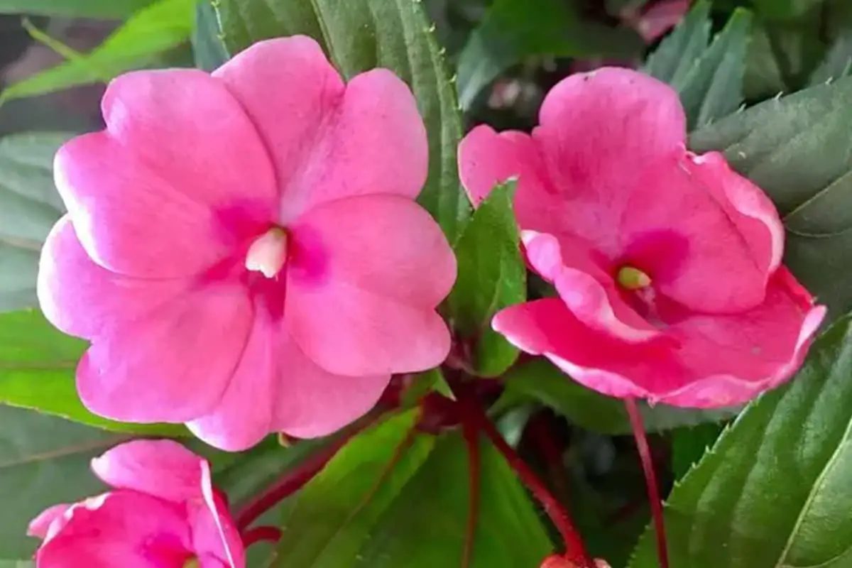 Impatiens walleriana