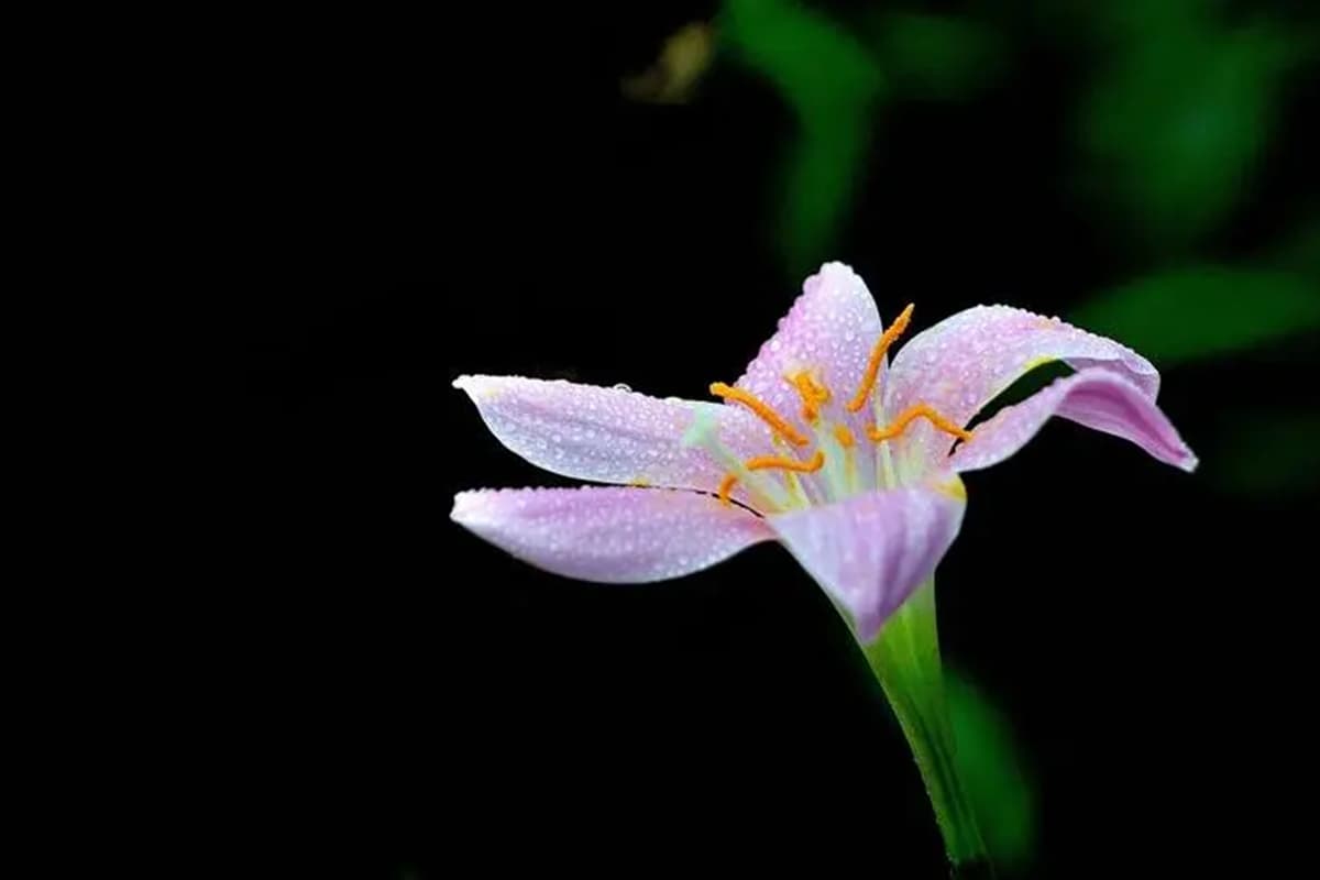 Zephyranthes carinata