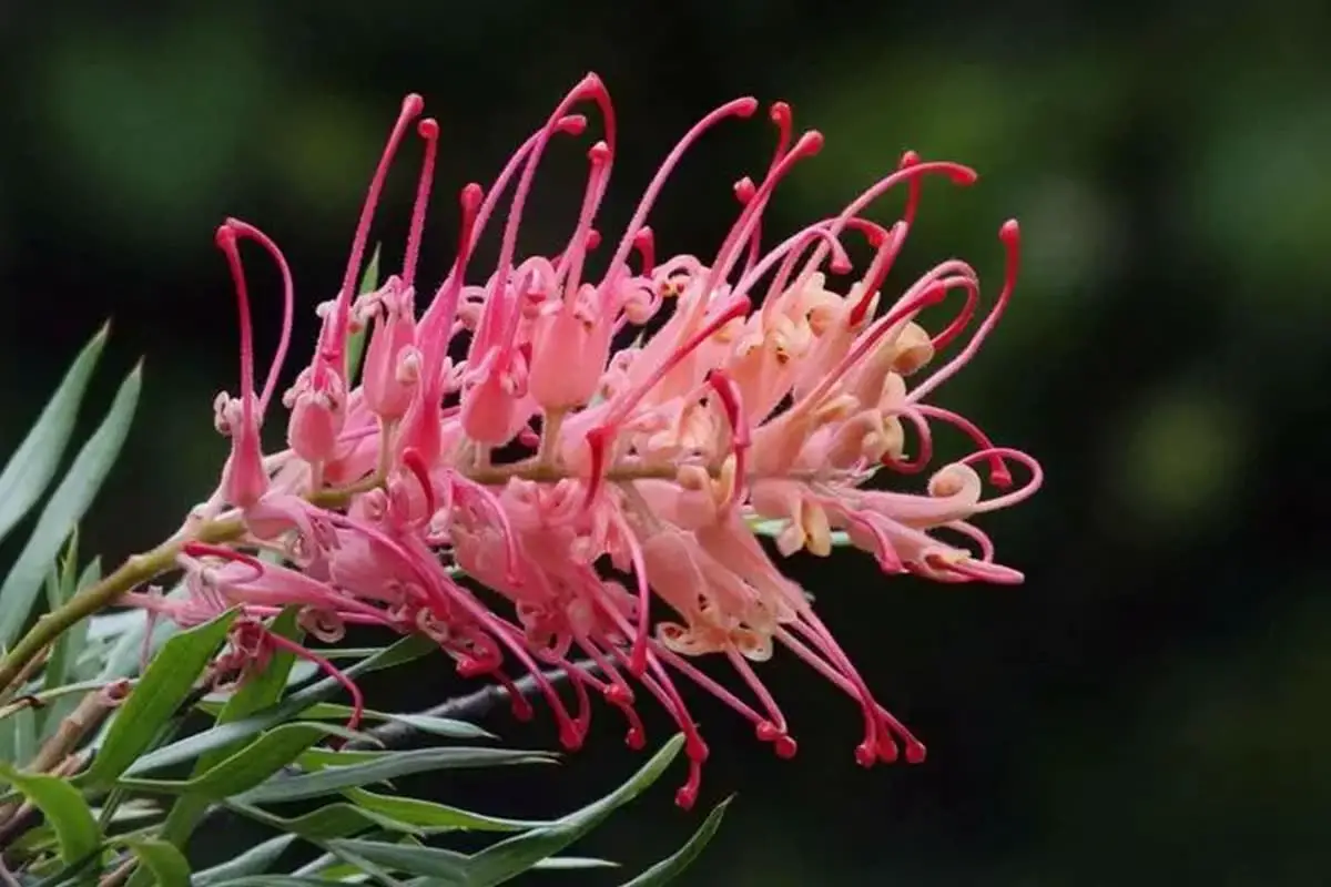 Grevillea banksii
