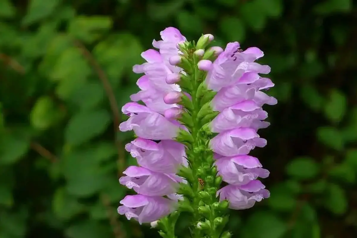 Physostegia virginiana