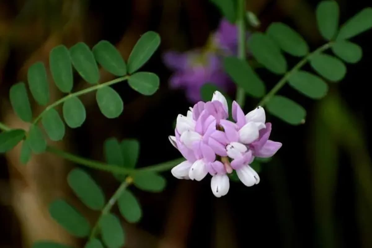 Coronilla varia