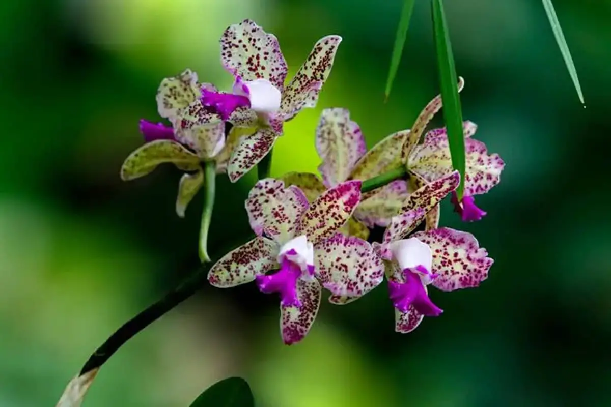 Dendrobium aphyllum