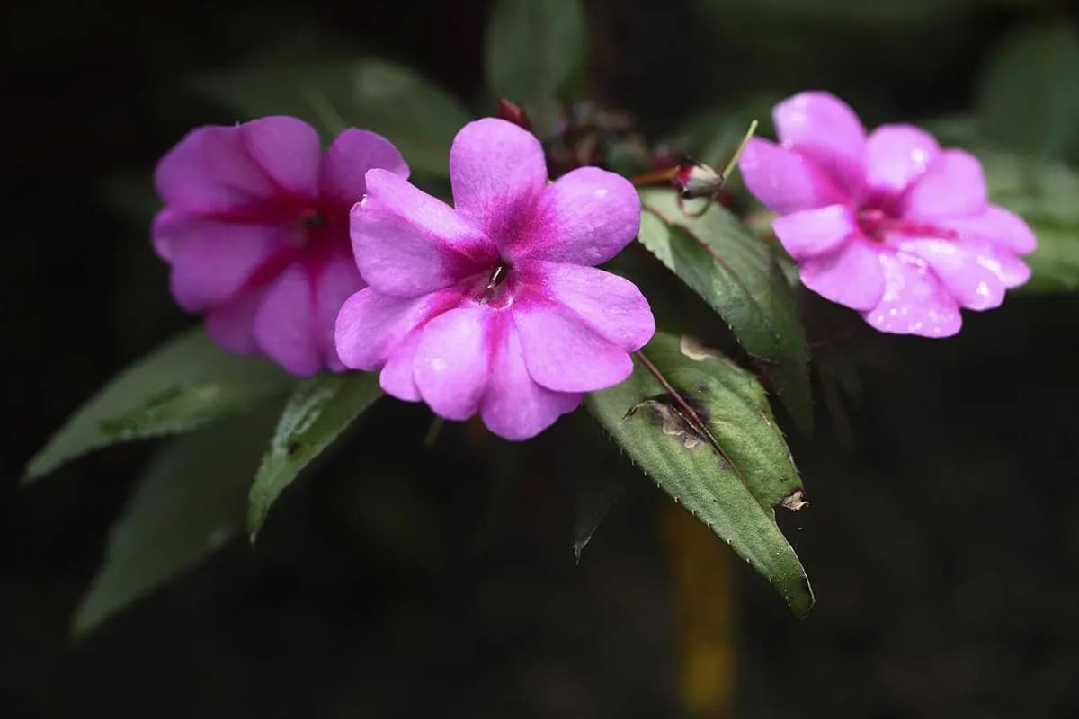 Impatiens hawkeri