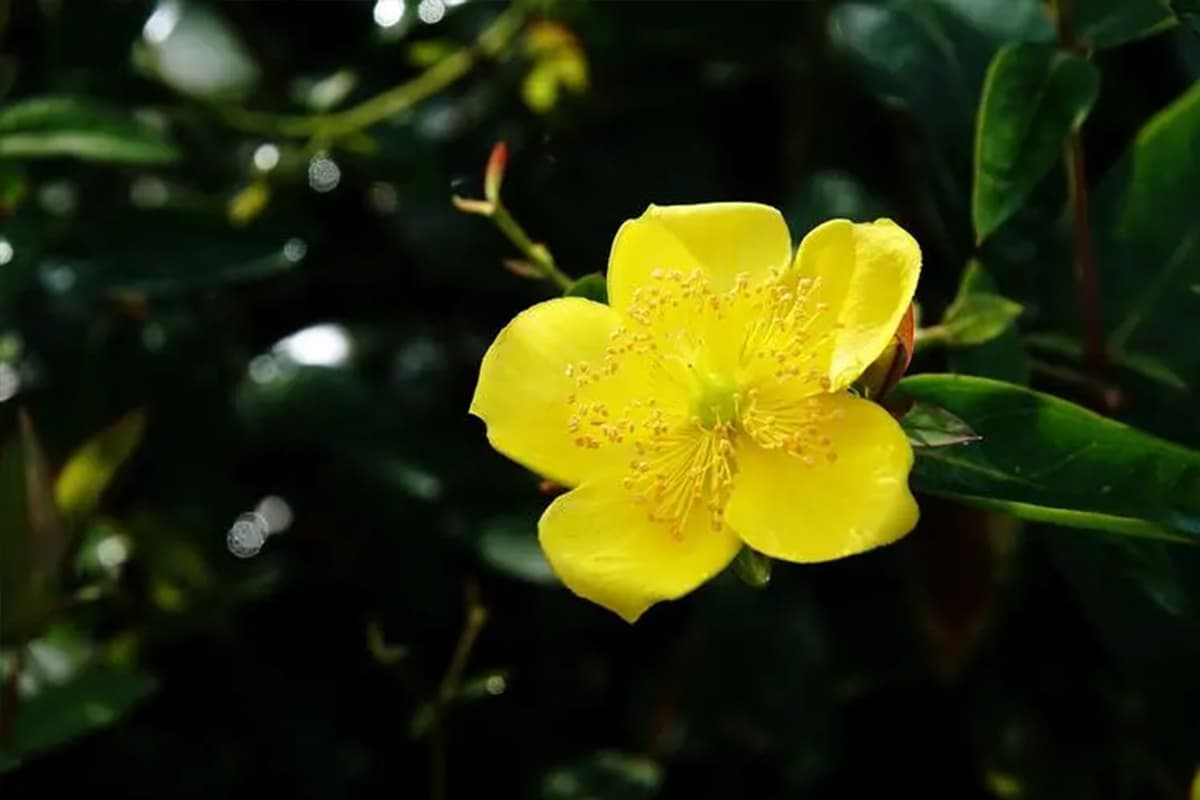 Hypericum patulum