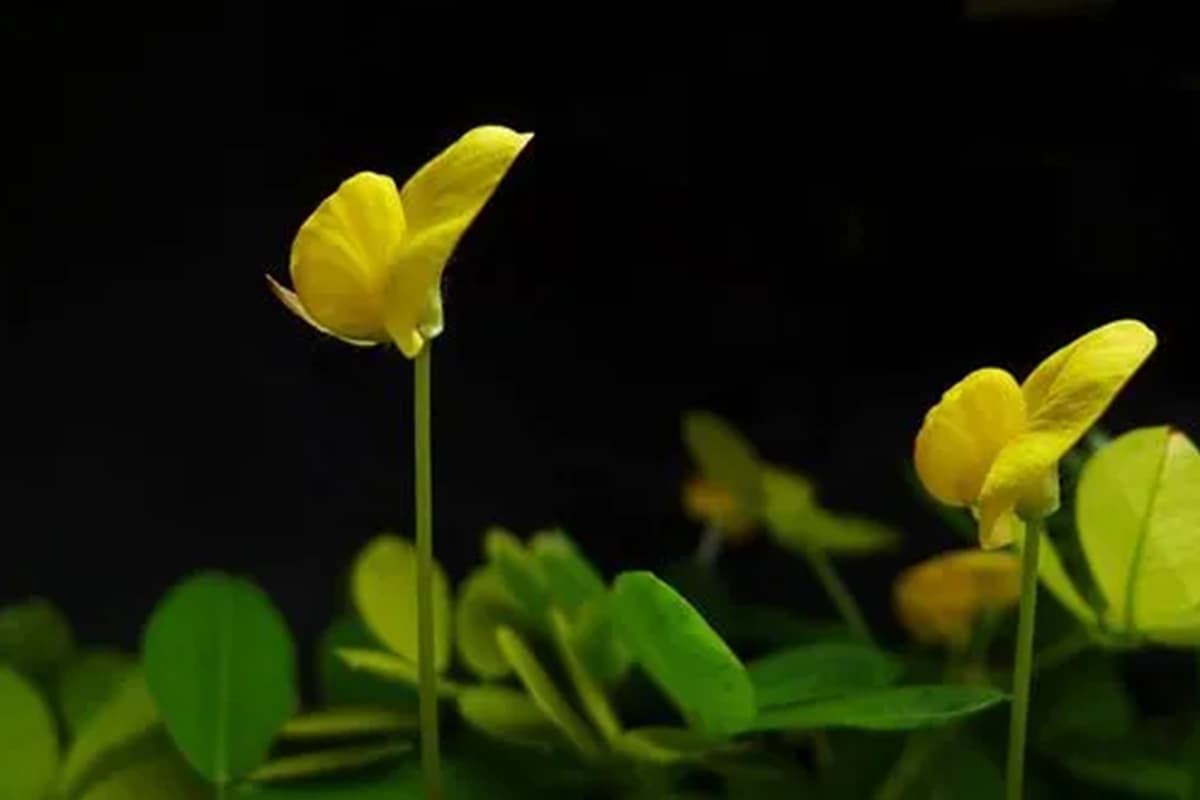 Arachis duranensis