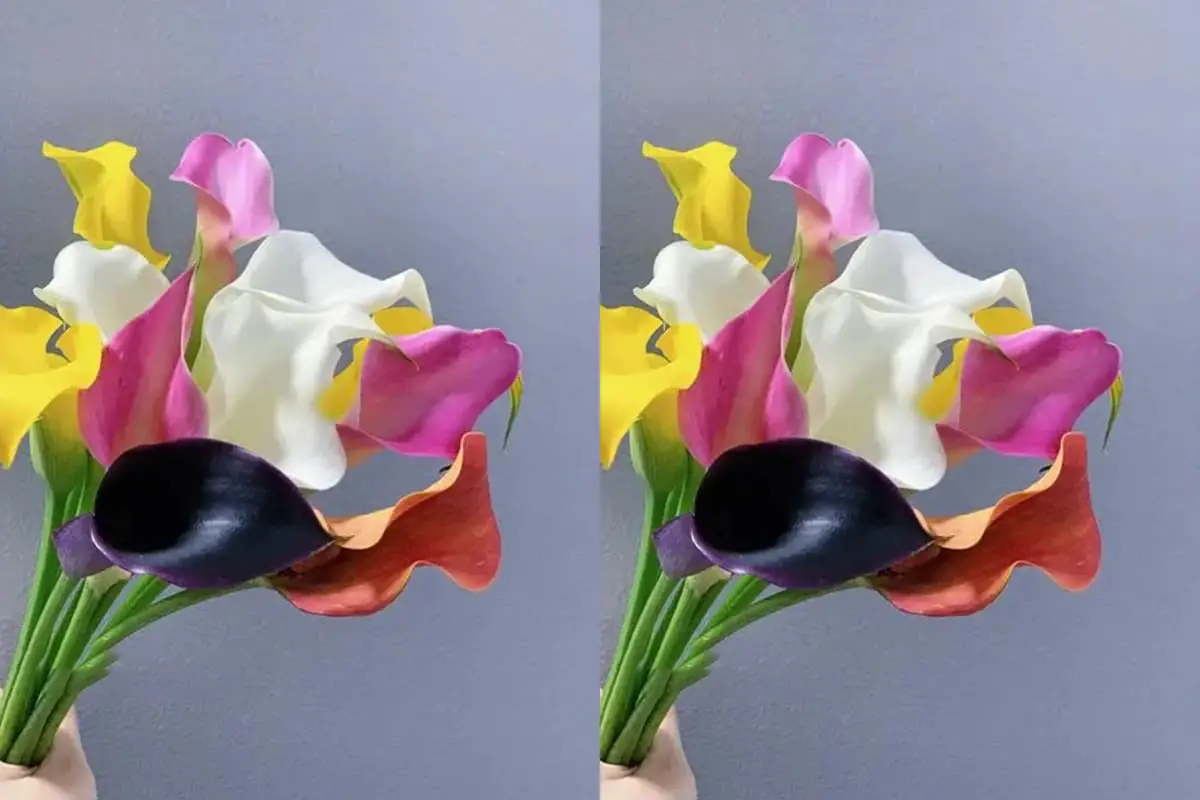 Zantedeschia hybrida