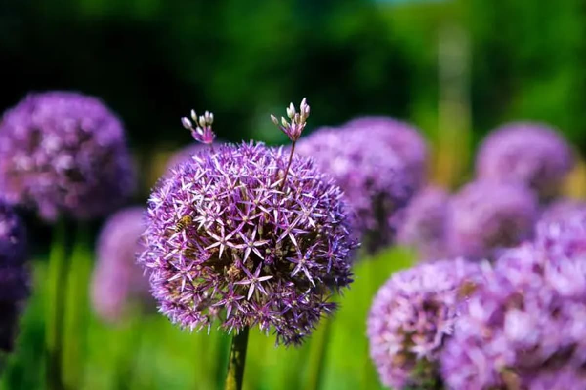 Allium giganteum