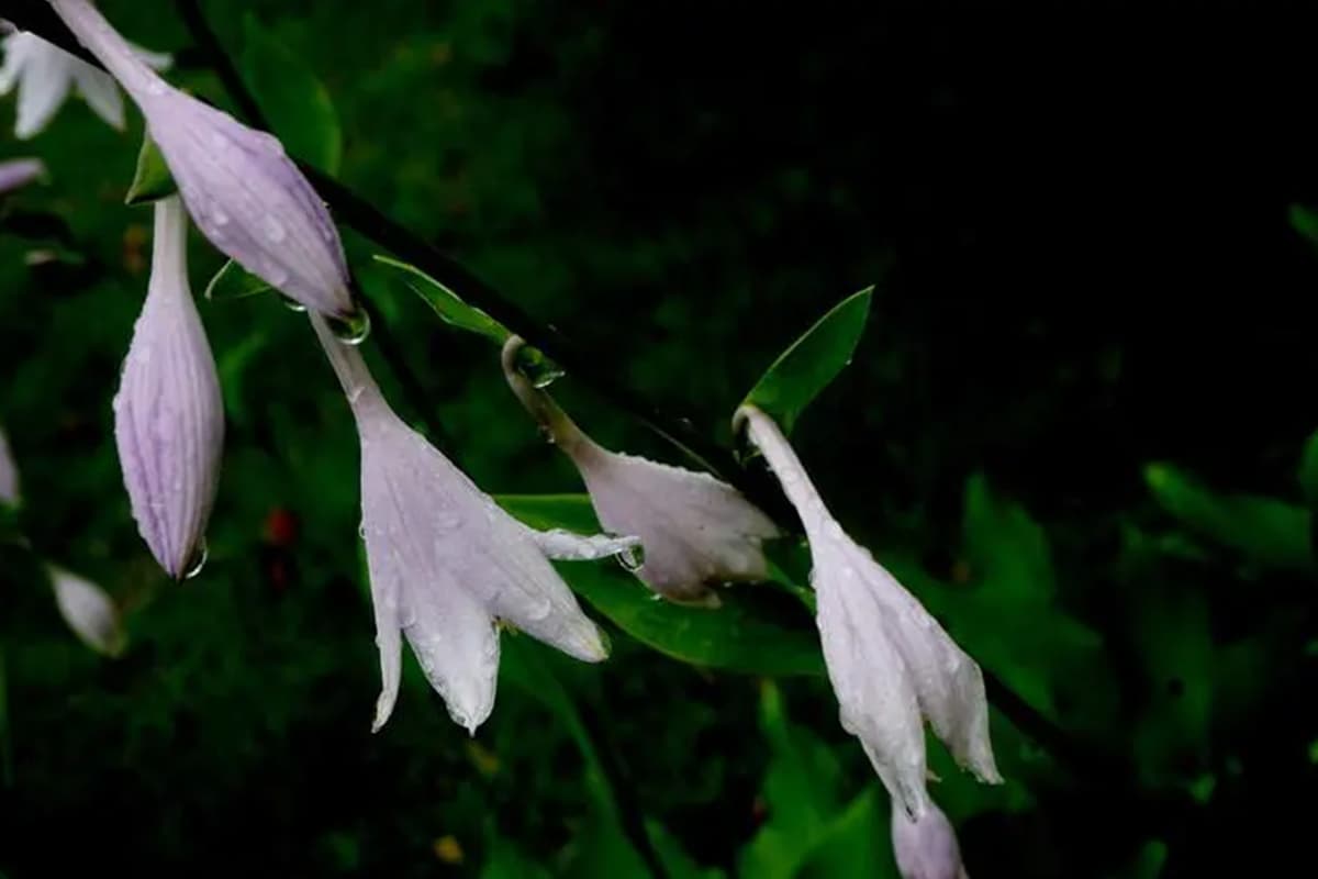 Hosta ventricosa 紫萼