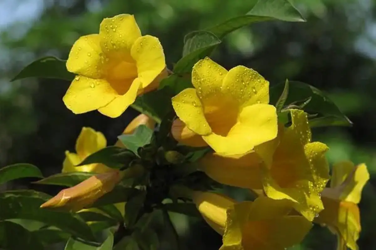 Allamanda cathartica