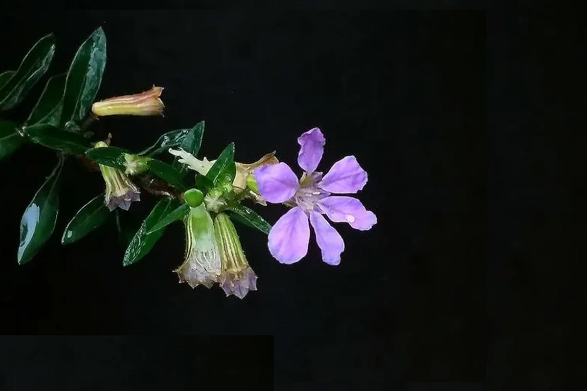 Cuphea hookeriana