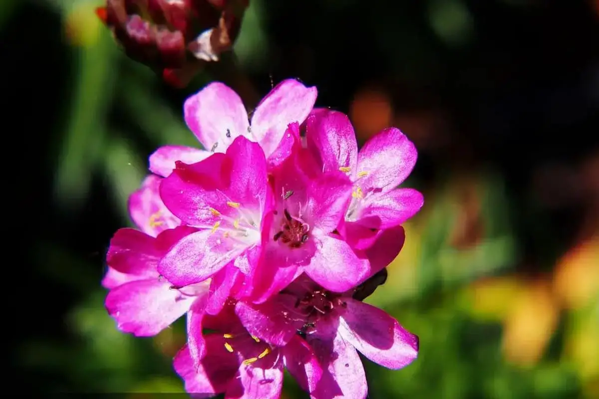 Armeria maritima