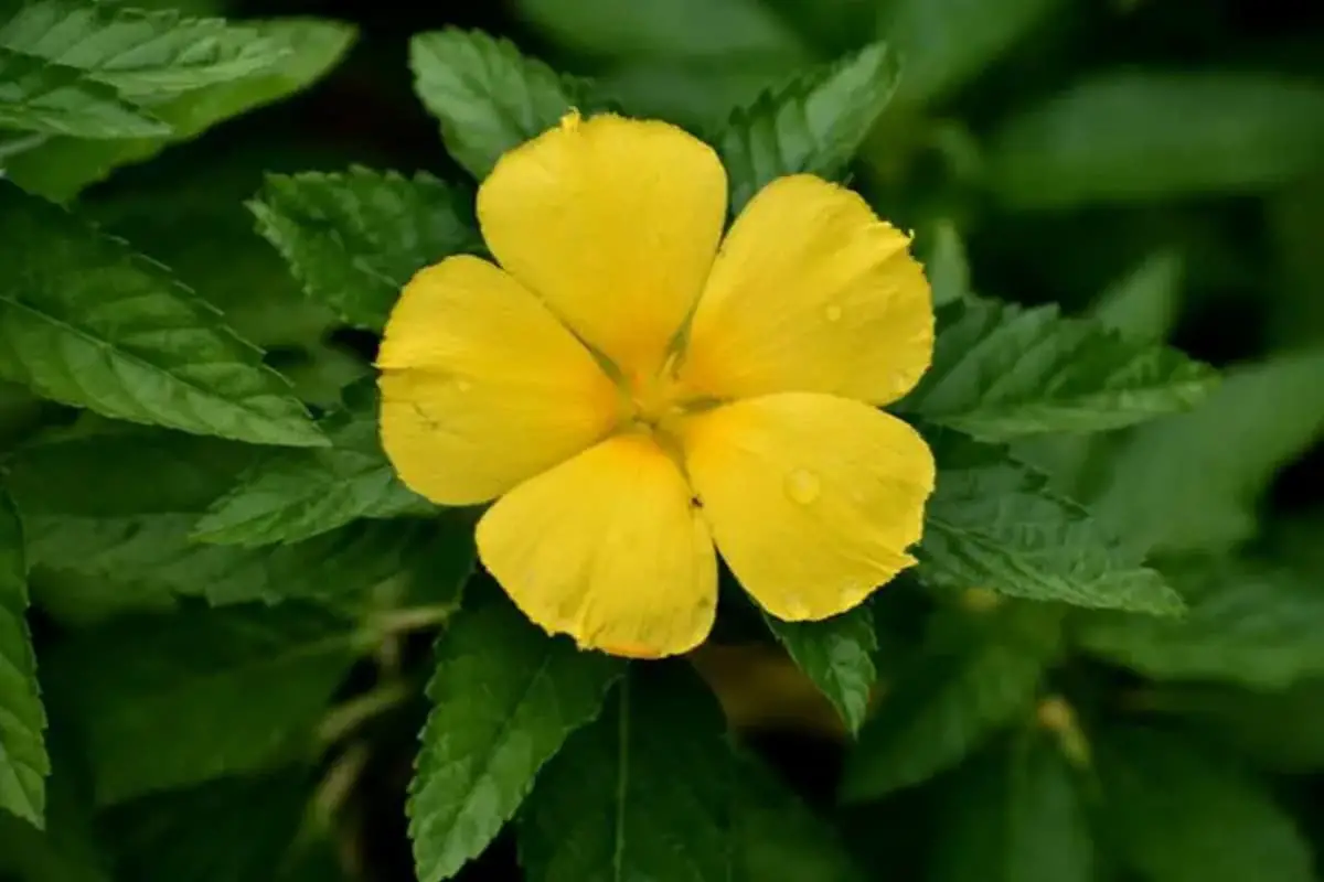 Turnera ulmifolia