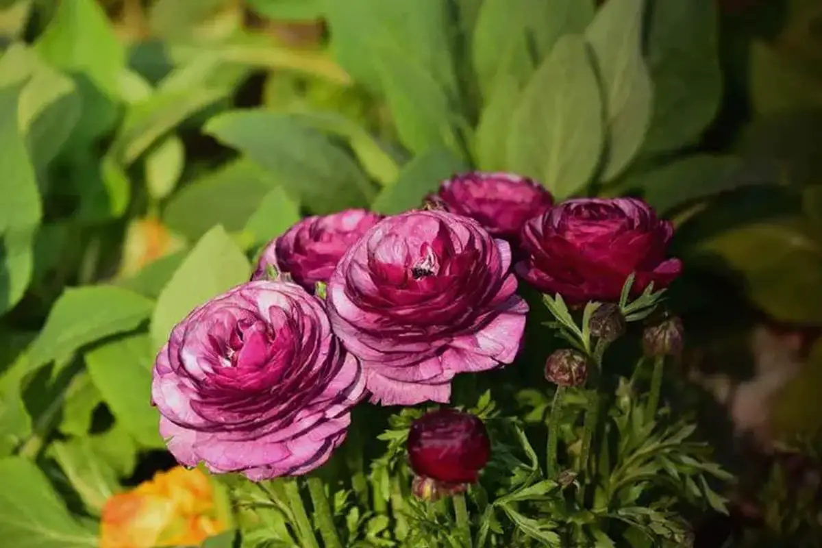 Ranunculus asiaticus