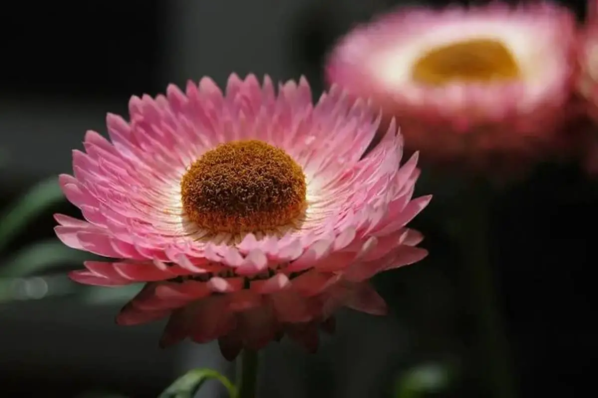 Xerochrysum bracteatum