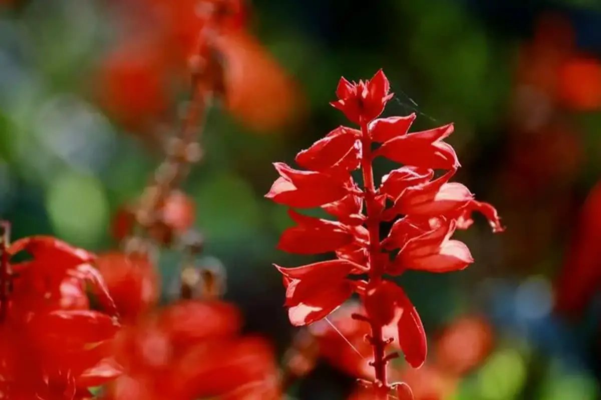 Salvia splendens