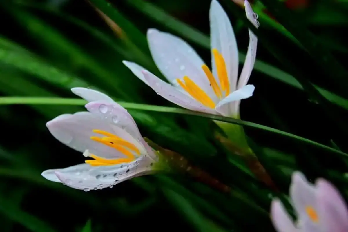 Zephyranthes candida
