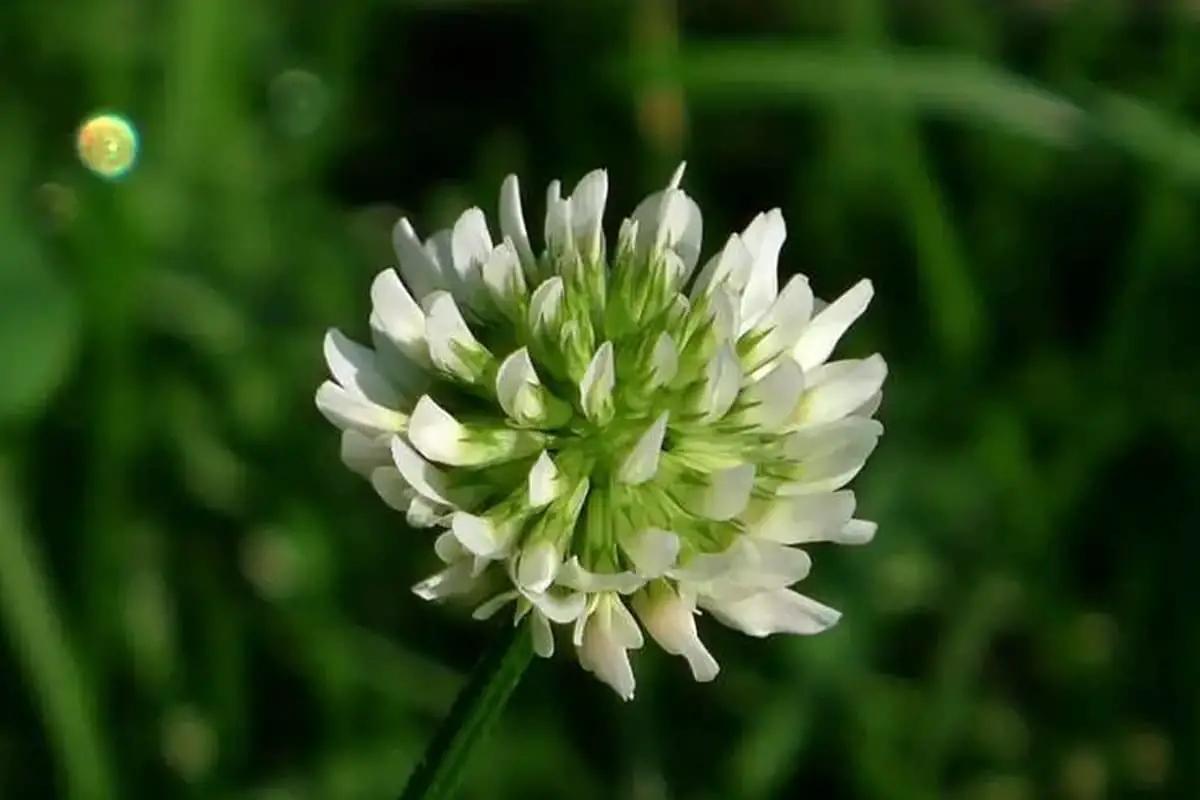 Trifolium repens