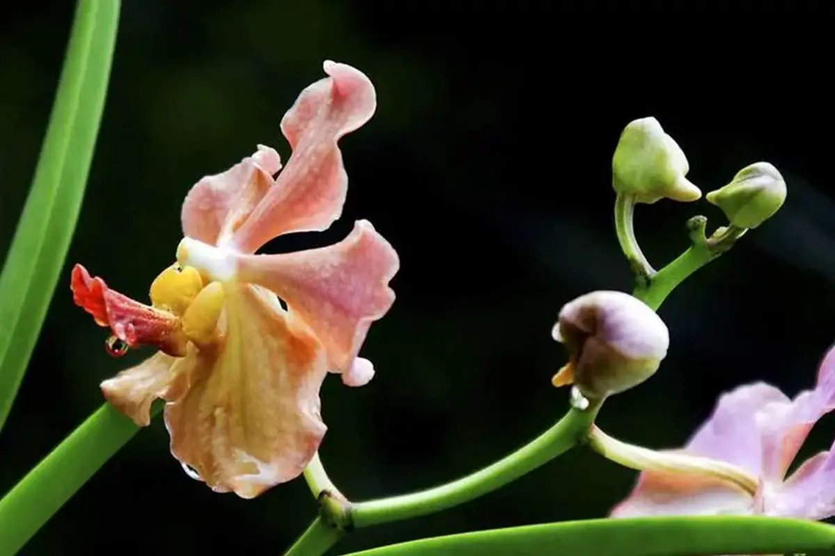 Vanda