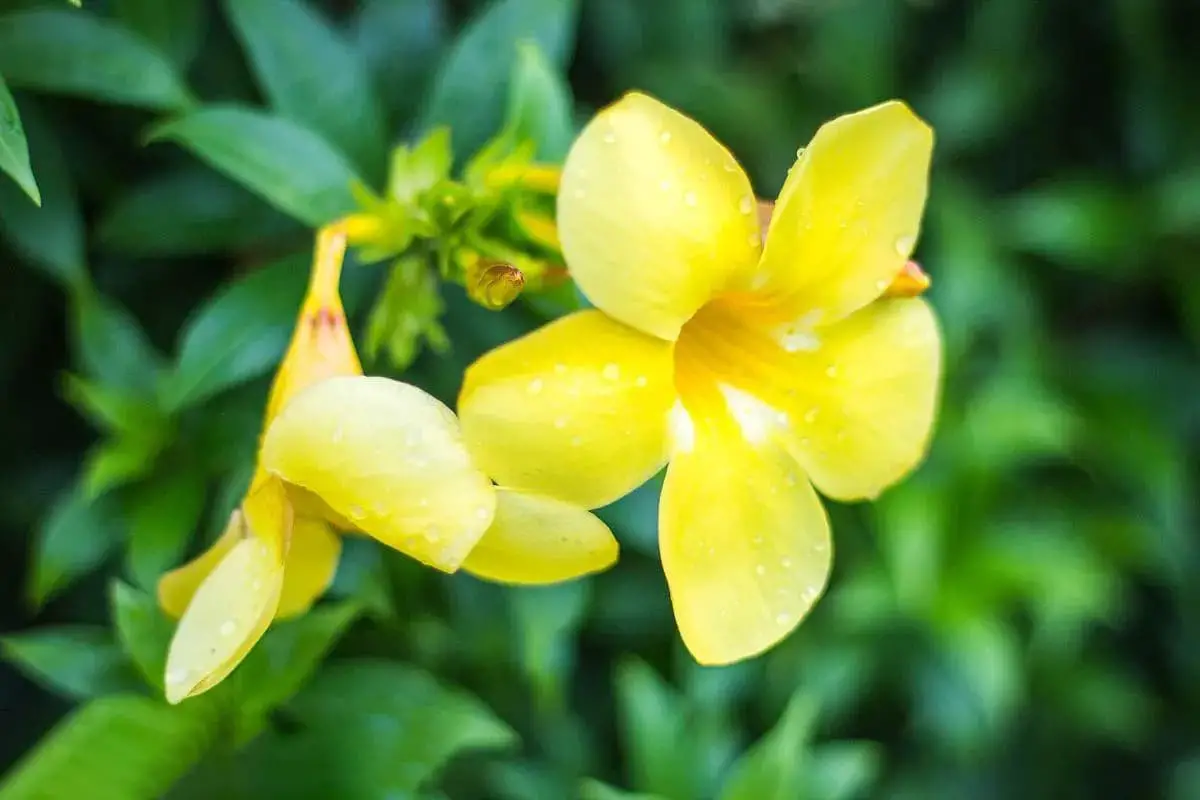 Allemanda neriifolia