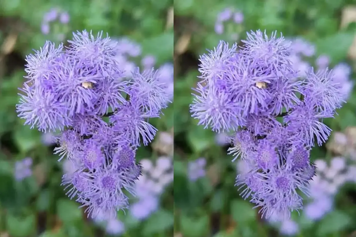 Ageratum conyzoides