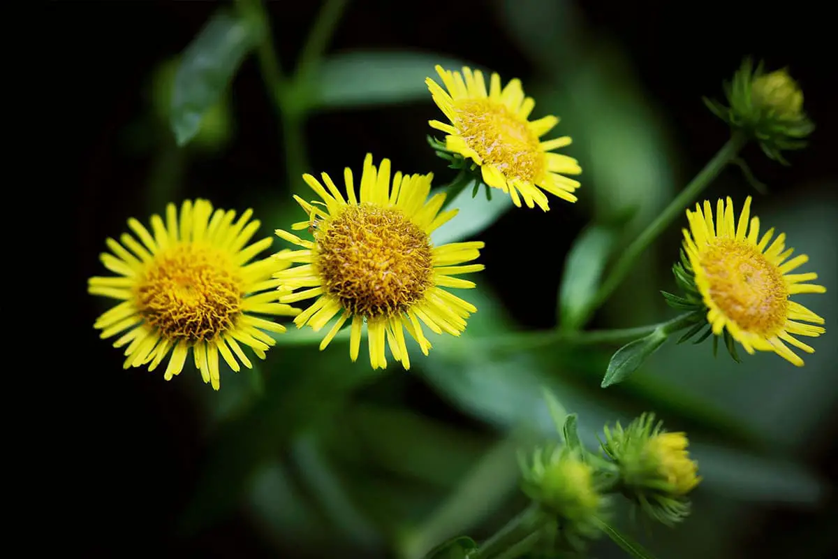 Inula japonica