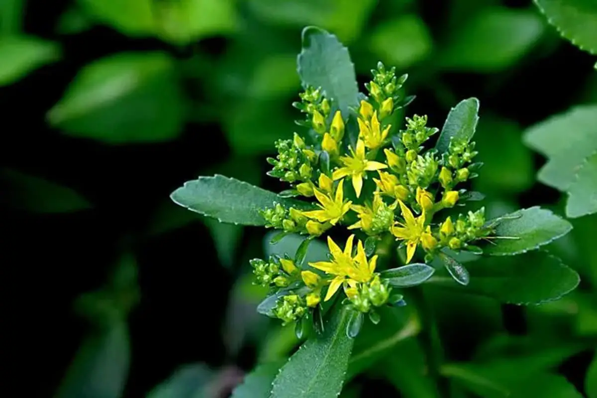 Sedum aizoon
