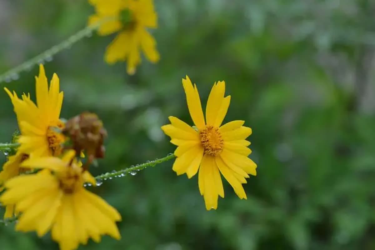 Coreopsis grandiflora