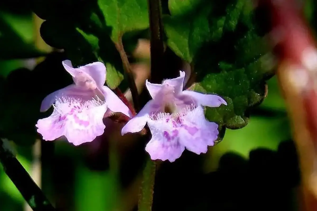 Glechoma longituba