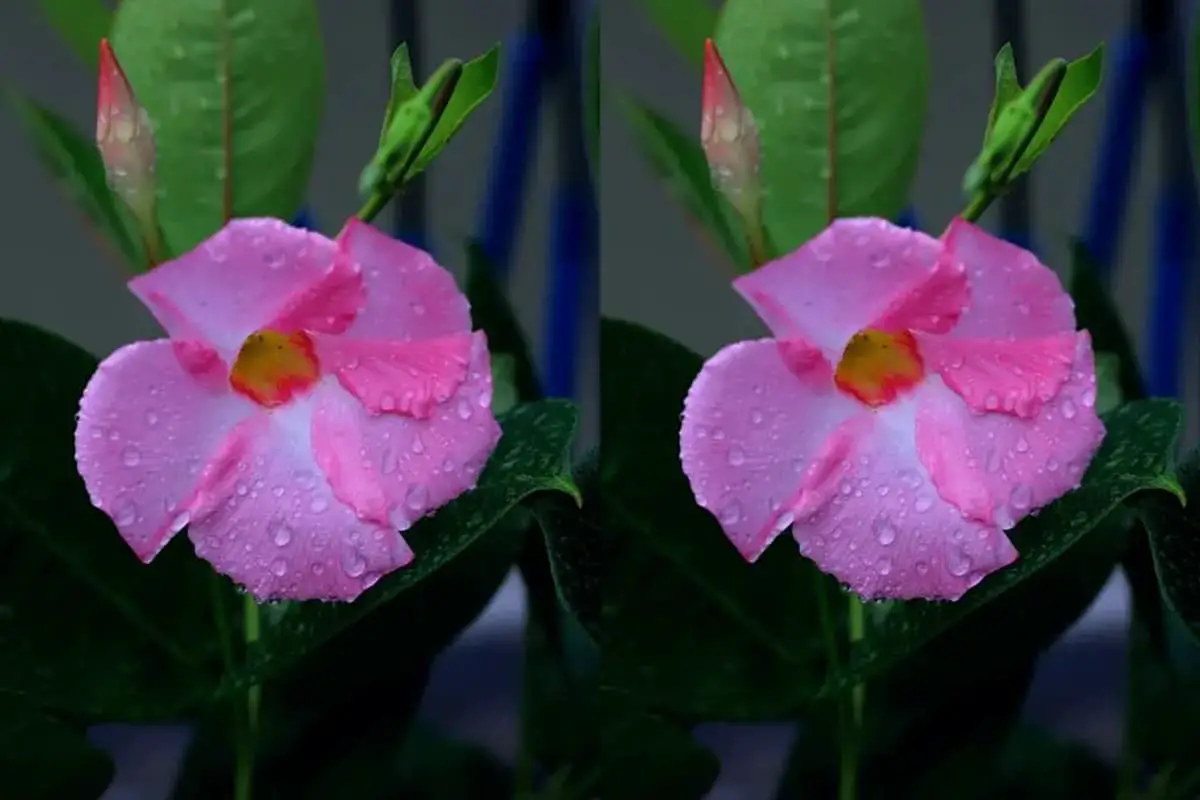 Dipladenia sanderi 飘香藤