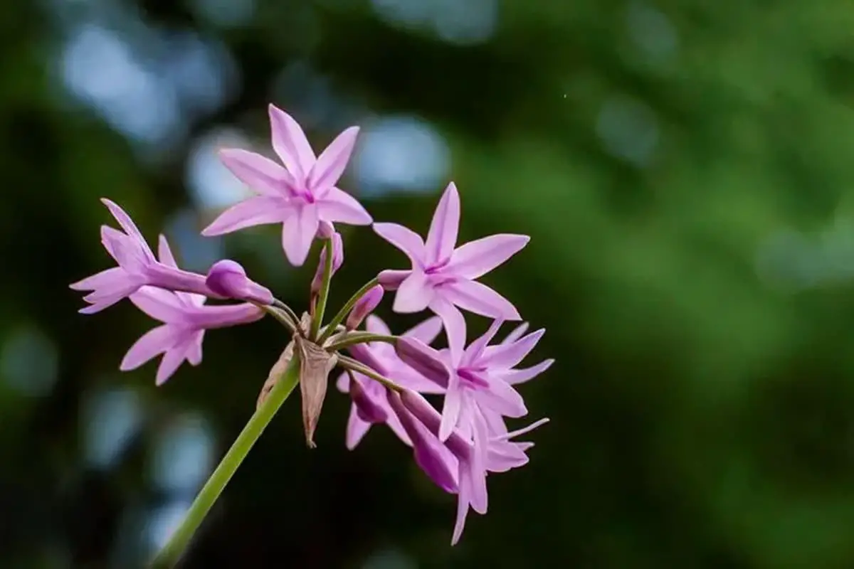 Tulbaghia violacea