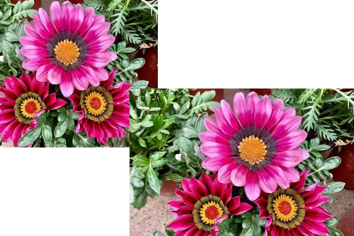 Gazania rigens
