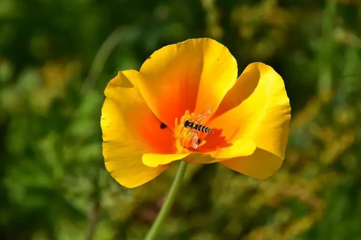 Eschscholzia californica