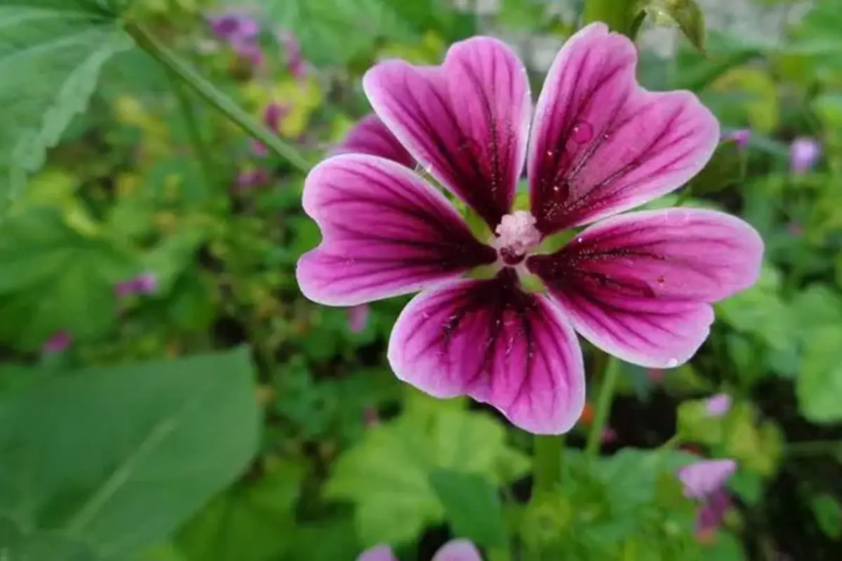 Malva sinensis