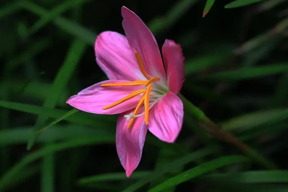 Zephyranthes carinata