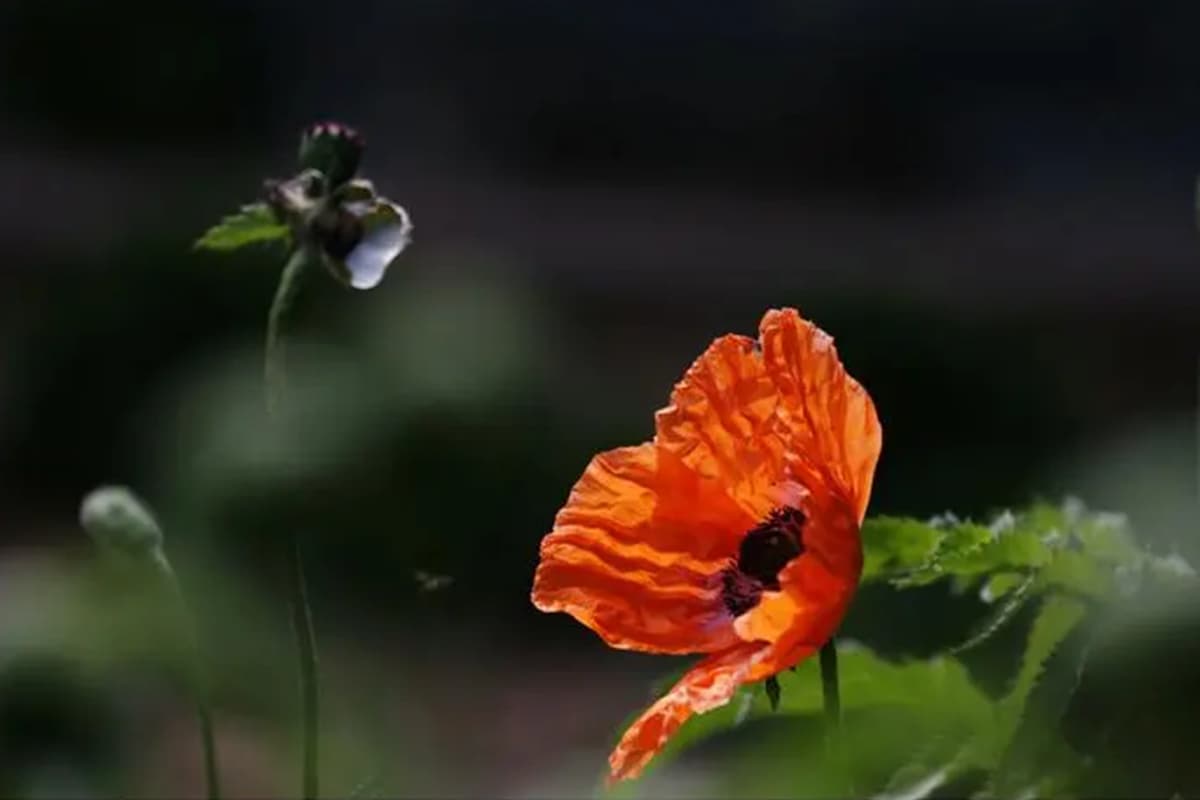 Papaver orientale