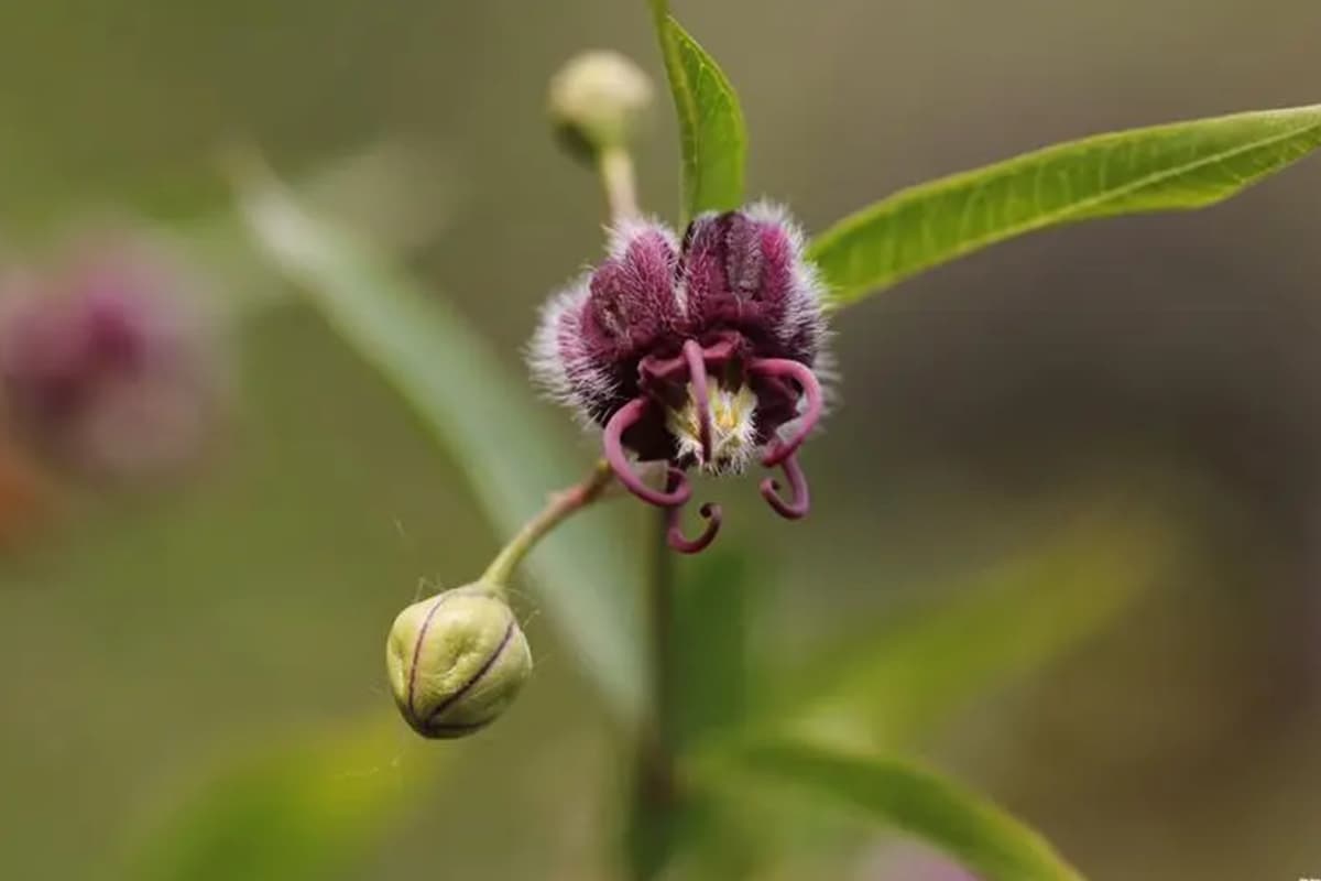 Periploca sepium