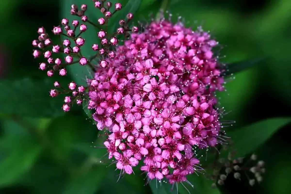Spiraea japonica