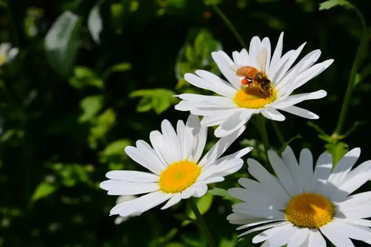 Leucanthemum maximum